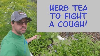 Harvesting Borage and Making Tea  Natural Cough Fighting Tea [upl. by Airtina545]