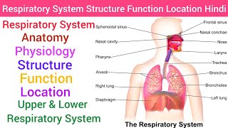 Respiratory System  Anatomy amp PhysiologyStructureFunction Hindi Upper amp Lower Respiratory System [upl. by Colwen]