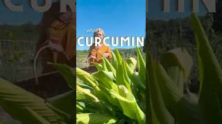 What is curcumin turmeric garden herbs herbalmedicine [upl. by Xylia]