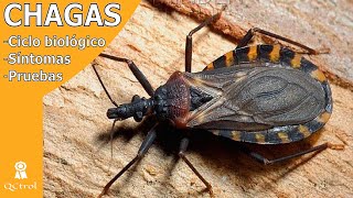 CHAGAS Progreso de la enfermedad y pruebas para detectarla [upl. by Henryk512]