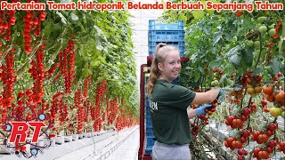 Pertanian Tomat Modern Greenhouse yang Menakjubkan Di Belanda  Teknologi Pertanian Modern [upl. by Nyad]