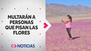 INDIGNACIÓN causa video que pisó flores del Desierto Florido Multarán a personas que lo hagan [upl. by Yerkovich]