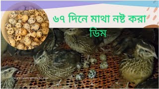 ৬৭দিনে মাথা নষ্ট করা ডিম দিলো🤗আয় খামারি আয় খামারি ডিম কুরাতা যায় শিতের রাতে খামারেতে ডিমকুরে মজাপাই [upl. by Sheena]