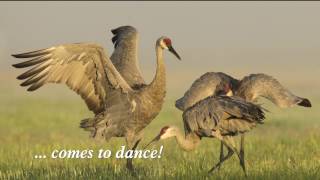 Yampa Valley Crane Festival [upl. by Pruchno414]