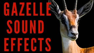 WHAT NOISE DO GAZELLE MAKE  Gazelle Sound Effects  maktubytv [upl. by Anaitsirhc]