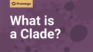 What is a Clade [upl. by Artim]