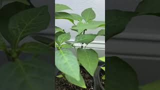 Growing Lemon Jalapeño Indoors [upl. by Ressan]