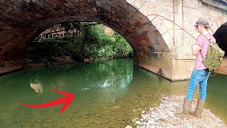 SO MANY Big Trout live under this bridge [upl. by Iohk]