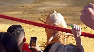 festejos populares en genave jaen toro de pelo melocotón [upl. by Fritzie783]