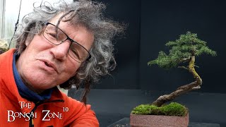 Working on My Birds Nest Spruce The Bonsai Zone Nov 2023 [upl. by Cahn]