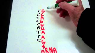 Decoding the Genetic Code from DNA to mRNA to tRNA to Amino Acid [upl. by Urbannal]