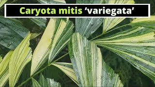 Caryota mitis Variegated Variegated Fishtail Palm [upl. by Aseen394]