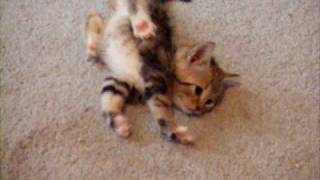 Kitten Sway with Extreme Case of CH Cerebellar Hypoplasia trying to walk [upl. by Vano]