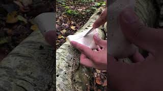 A Fungus to sharpen a knife and use as plaster The birch polypore most useful fungus in bushcraft [upl. by Beshore]