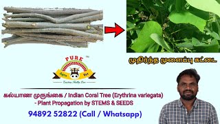 கல்யாண முருங்கை  Indian Coral Tree Erythrina variegata  Plant Propagation by STEMS in Tamil [upl. by Allemac]