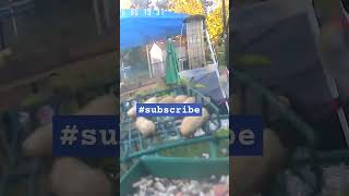 Belushi youtubeshorts youtubechannel subscribe shorts birds nature [upl. by Giovanni175]