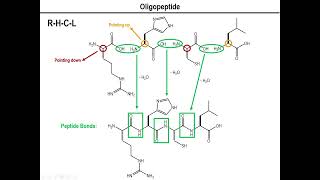 Lec11  Oligopeptides [upl. by Cullin533]