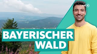 Bayerischer Wald  Deutschlands wilder Wald  Wunderschön  ARD Reisen [upl. by Aneras65]