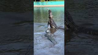 Alligator vs Drone shorts youtubeshorts alligator drone florida [upl. by Krischer]