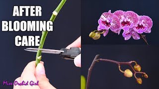 Orchid Care for Beginners  What to do after Phalaenopsis blooms fall Cutting spike amp aftercare [upl. by Eendys]