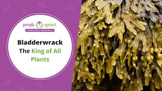 Bladderwrack The KING of All Plants [upl. by Candide]