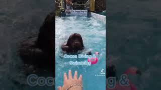 soggydog diving swimming doggy newfie newfy newfoundlanddog giantbreed browngirl browndog [upl. by Nagiam]