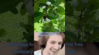 What is The white bhilawa tree 🌴 🥚 ytshorts shorts shortvideos viralvideos facts [upl. by Aredna]