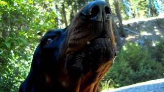 Coonhound howling [upl. by Elyagiba268]