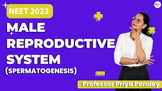 Spermatogenesis  Human Reproduction Class 12   NEET 2023  Priya Pandey Mam [upl. by Tufts806]