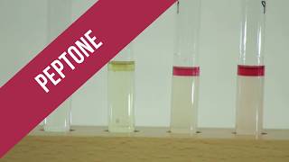 Peptone Test [upl. by Edlyn397]