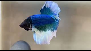 The Most Stunning Betta Fish Youve Ever Seen bettafish bettafishfight betta fish [upl. by Nagoh]