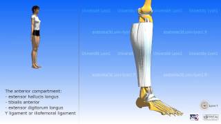 The compartments of the leg [upl. by Ilahsiav753]