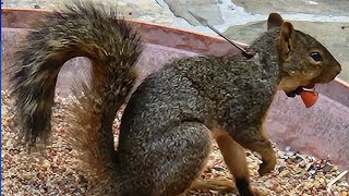 ‘What if it was your dog’ Squirrel shot with dart raises concerns for neighbors [upl. by Watters]