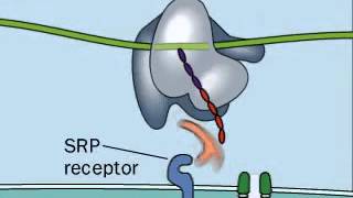 Reconnaissance du peptide Signal par lSRP [upl. by Fenella279]