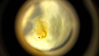 Life of a daphnia [upl. by Ellennoj]