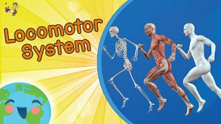 Locomotor System For Kids Educational Video for Kids [upl. by Thorlay]