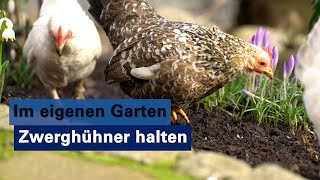 Erfahrungsbericht Zwerghühner im eigenen Garten halten [upl. by Dweck]