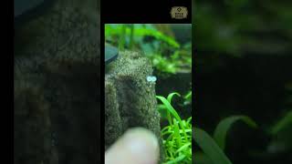 Sterbai Corydora Eggs corydoras breedingfish aquarium [upl. by Nnylhsa287]