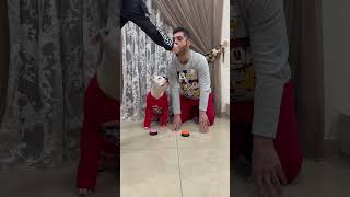 I dog apprendono un comportamento Direi propio di si……🐶 dogs dog dogfood dogvideo dogvideos [upl. by Echikson]