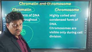 Chromatin and chromosome [upl. by Wilden664]