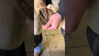 farrier tiktokfarrier fyp hoofcare horse satisfying oddlysatisfying asmr equestrian [upl. by Eznyl]