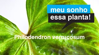 Philodendron verrucosum  Meu Sonho Essa Planta  Flay [upl. by Aittam]