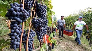 Amazing Grape Harvesting and Processing Grape Juice 🍇  Modern agricultural harvesting machines [upl. by Buell807]