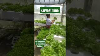 Harvesting Lettuce from Kratky System lettuce hydroponics kratky philippines [upl. by Iegres]