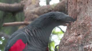 Pesquets parrot chewing branch at Loro Parque [upl. by Lang986]