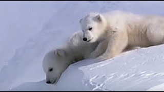 Cute Polar Bear Cubs Slip on the Arctic Ice  Planet Earth  BBC Earth [upl. by Nagaem]