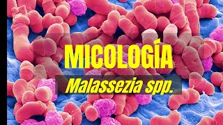 MALASSEZIA  Tema 19  Micología  Microbacter [upl. by Leuneb777]