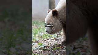 The only brown panda factsdaily wildanimalfacts panda subscribe [upl. by Haswell]