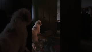 Shih tzu barking at herself in the mirror😅😇 barking shihtzu shihtzudog dogshorts mirror [upl. by Puff]