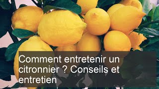 Comment entretenir un citronnier  Conseils et entretien facile [upl. by Trudie]